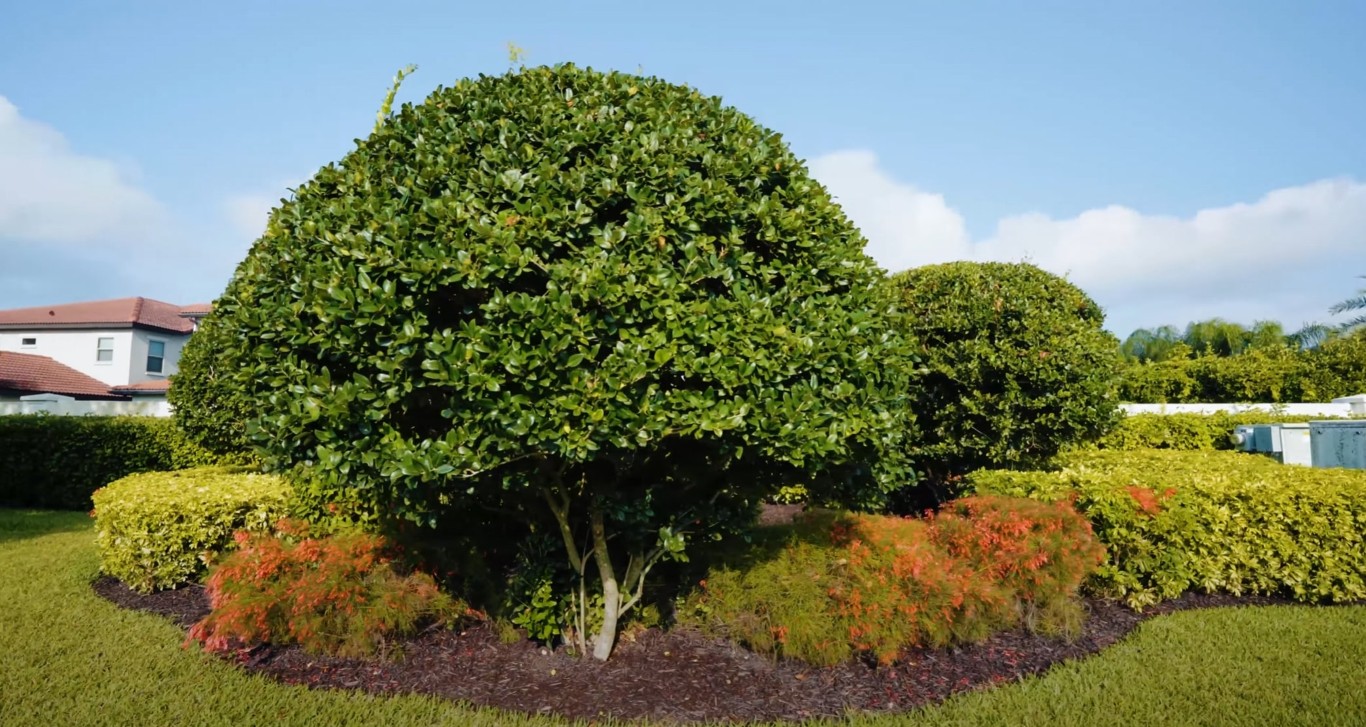 Tree & Shrub Care in Davis, CA